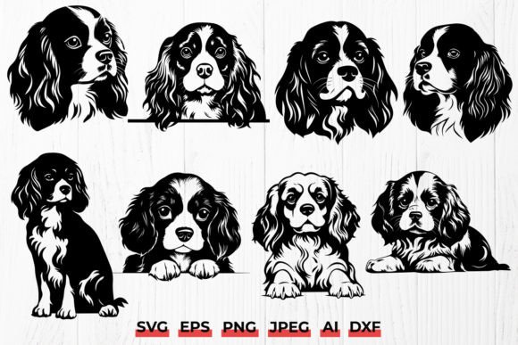 Cavalier King Charles Spaniel Dog Breed